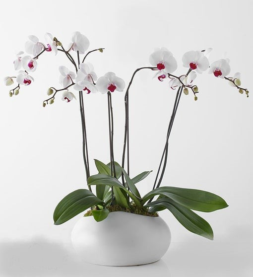 A beautiful orchid plan