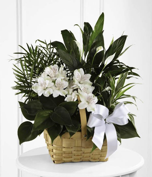 A collection of incredibly beautiful plants accented by stems of white Peruvian lilies. The presentation arrives in a natural woodchip rectangular basket accented with a white satin ribbon