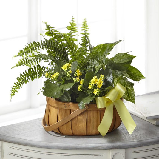 The freshness of kalanchoe, fern and green plants create a supportive and uplifting atmosphere in the home of a loved one. A simple yellow ribbon is the perfect finishing touch on this thoughtful gift.