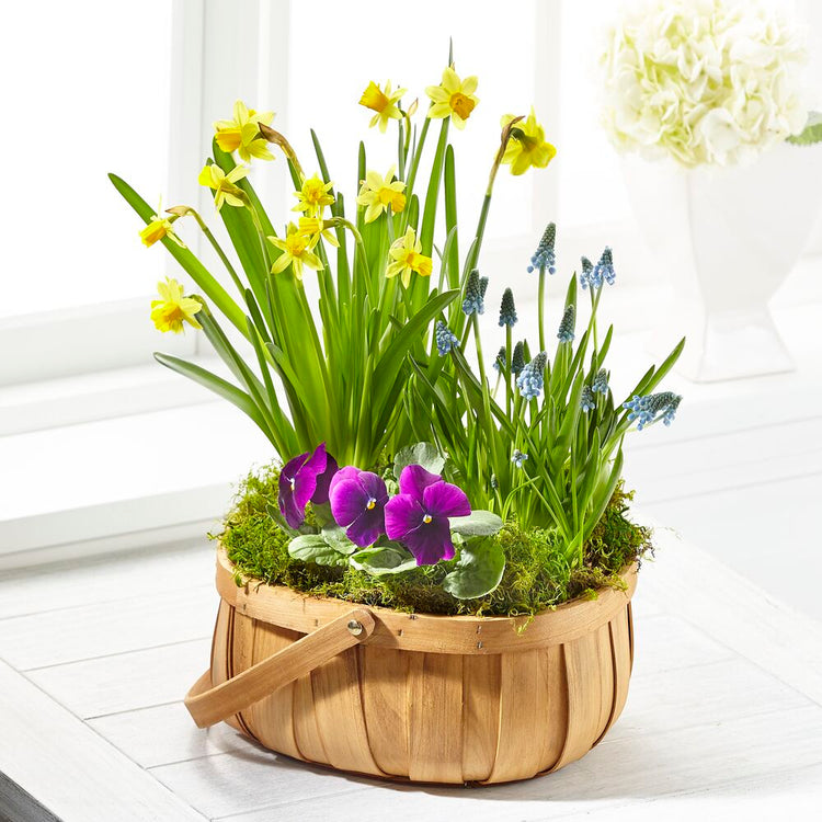 The Spring Blooms Bulb Basket